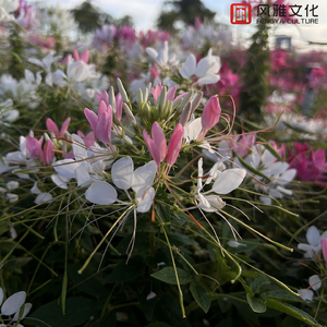 小玲的嫩苞又嫩又紧视频
